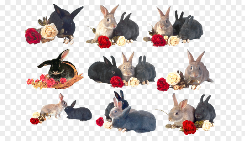 Rabbit Domestic Hare European Clip Art PNG