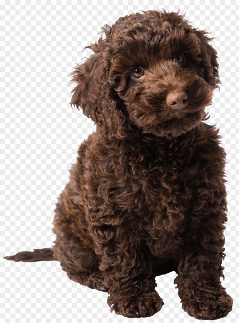 American Staffordshire Puppy Ellie's Story: A Dog's Purpose Tale Poodle Labradoodle PNG