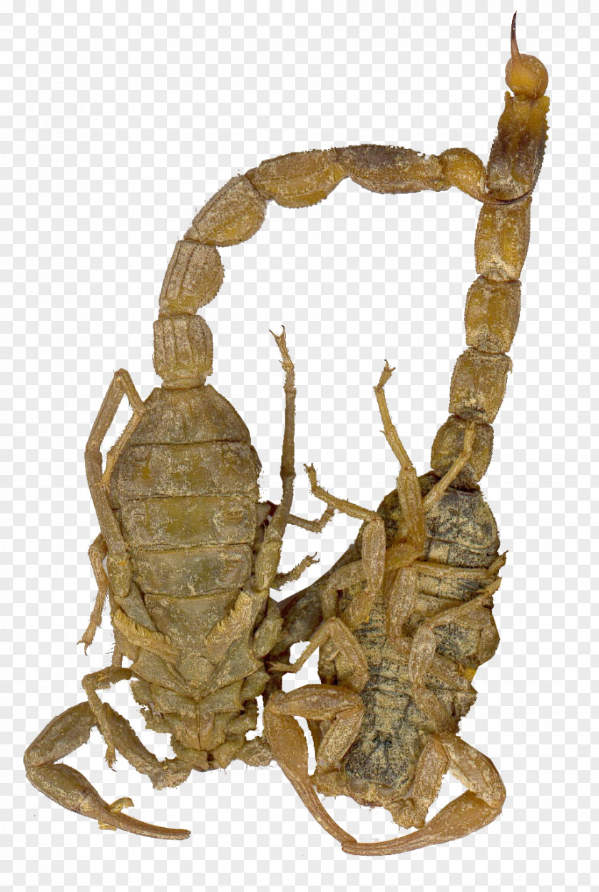 Couple Scorpion Chinese Herbology Scorpius Crude Drug Constellation PNG