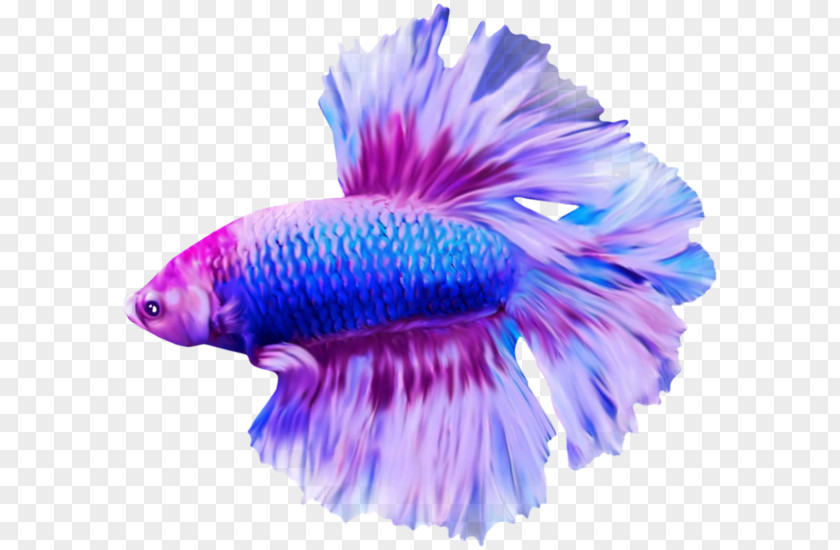 Discus Fish Angelfish Blog PNG