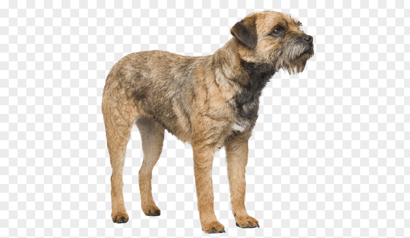 Dog Standing On Hind Legs Border Terrier Dutch Smoushond Cairn Breed Collie PNG