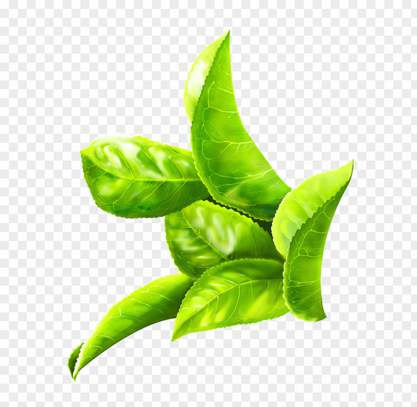 Green Leaf Vine Behance Digital Painting Tea Adobe Systems PNG