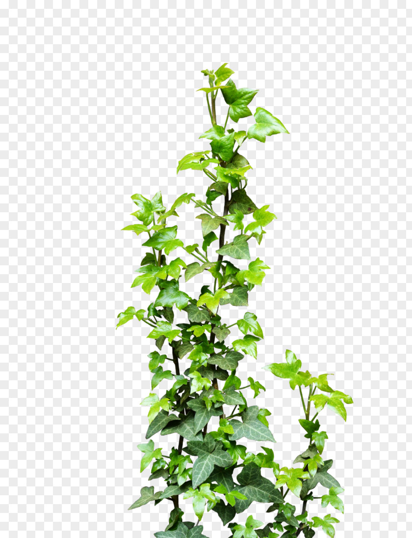 Greenery Vine Ivy Clip Art PNG