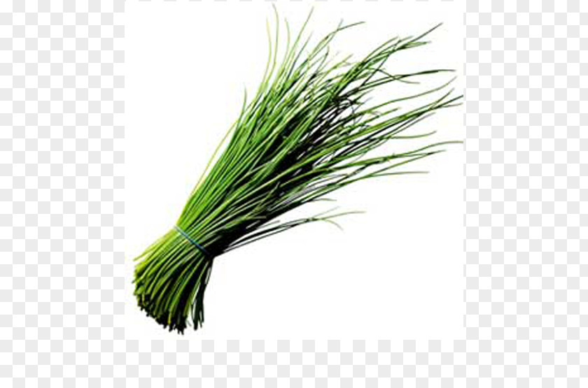Onion Garlic Chives Scallion Herb PNG