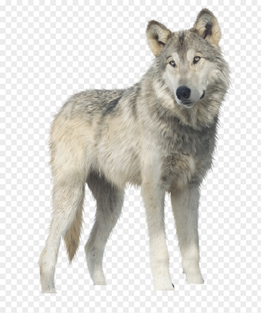 White Wolf Gray Clip Art PNG