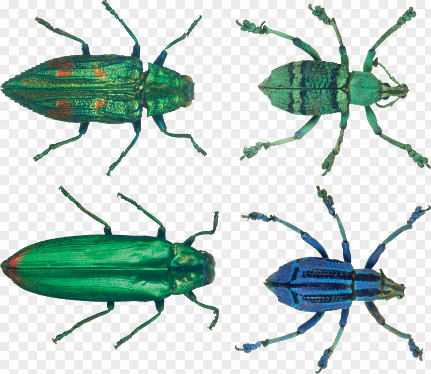 Beetle Transparency And Translucency PNG