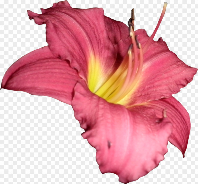 Callalily Flower PhotoScape DeviantArt PNG