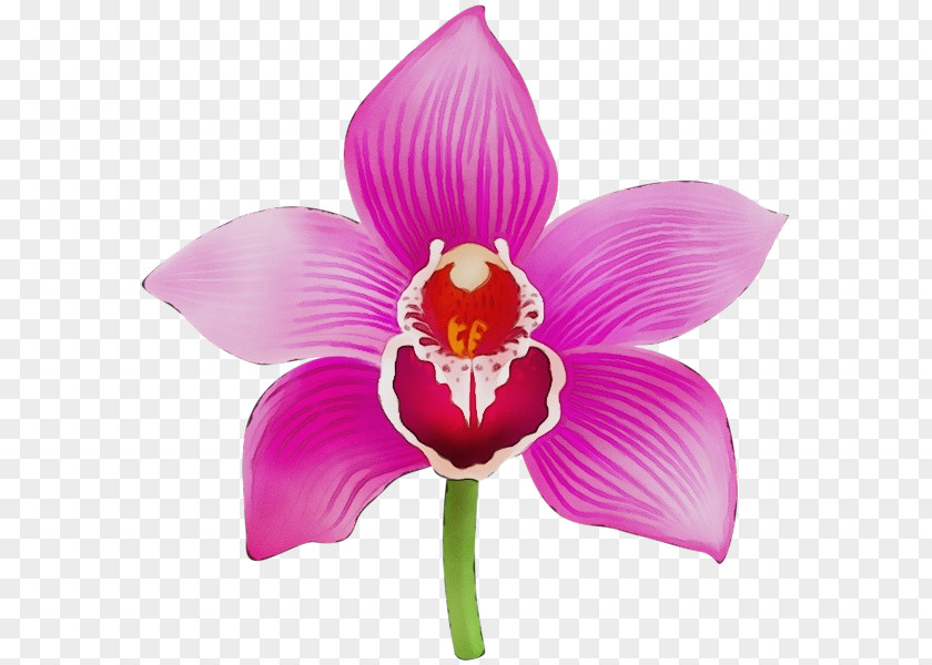 Moth Orchids Cut Flowers Herbaceous Plant Cattleya Petal PNG