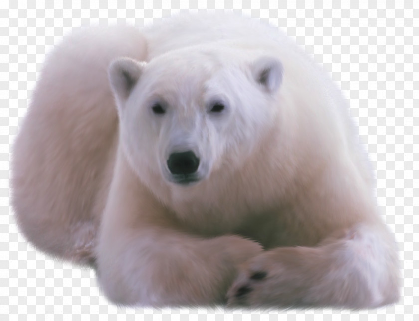 Polar White Bear DVTK Jegesmedvék PNG
