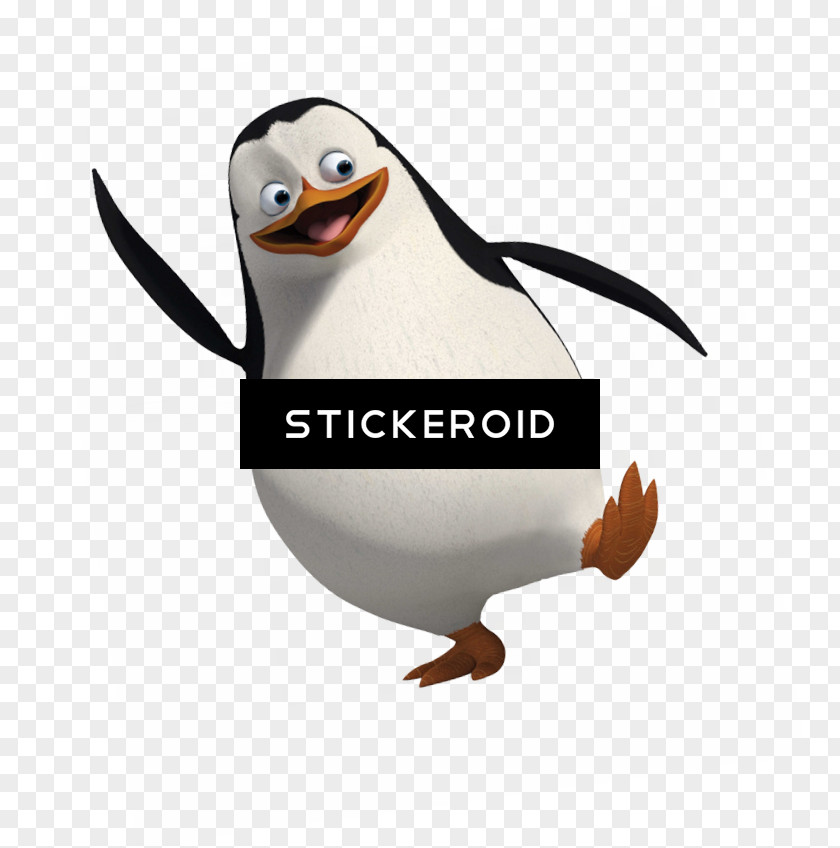 Seabird Puffin Penguin Cartoon PNG