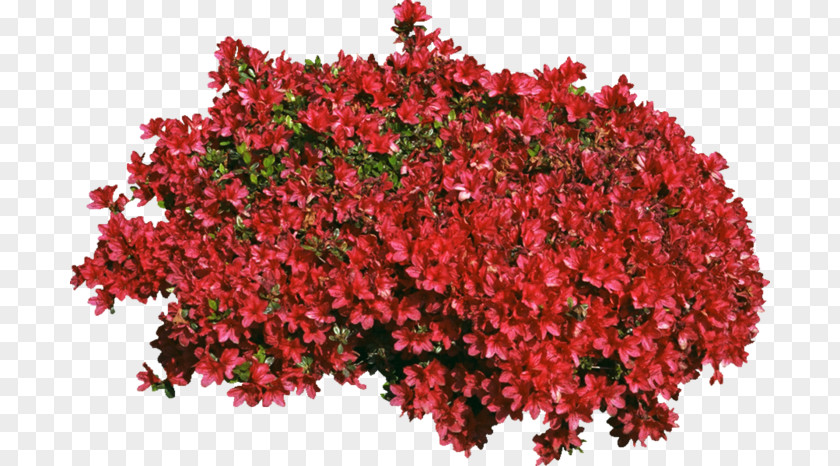 Tree Begonia Shrub Cut Flowers Annual Plant PNG