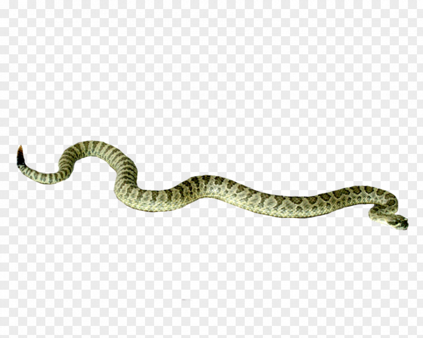 A Silver Ring Snake Rattlesnake Wallpaper PNG