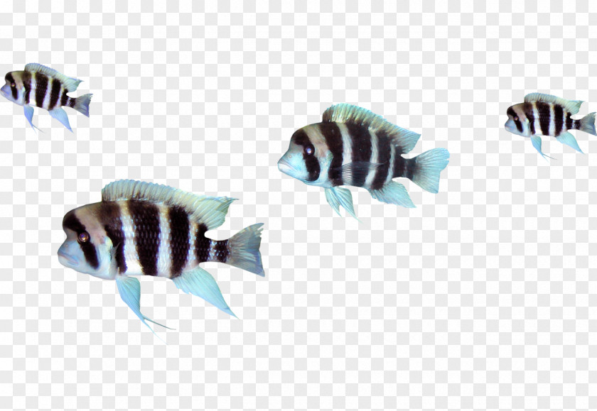 Creative Fish Clip Art PNG