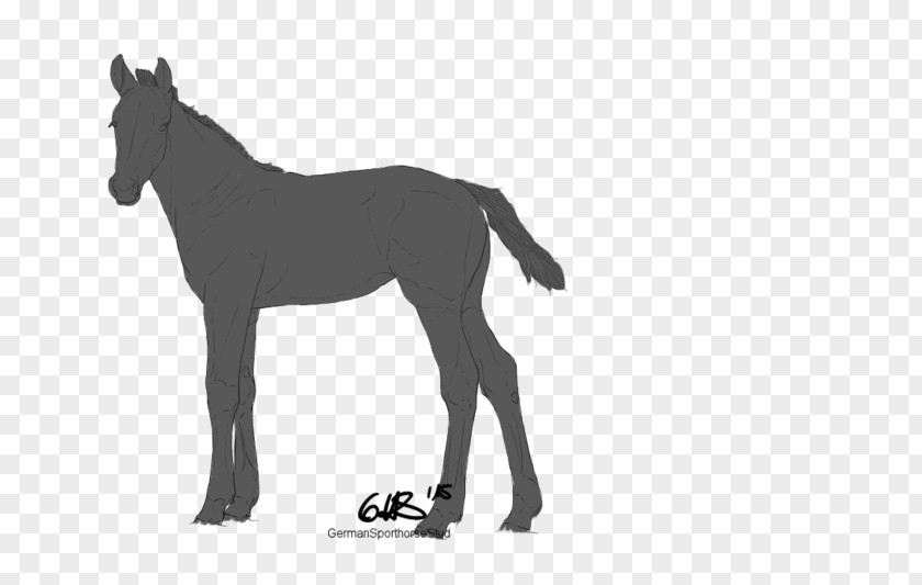 Mustang Mule Foal Stallion Boulonnais Horse PNG