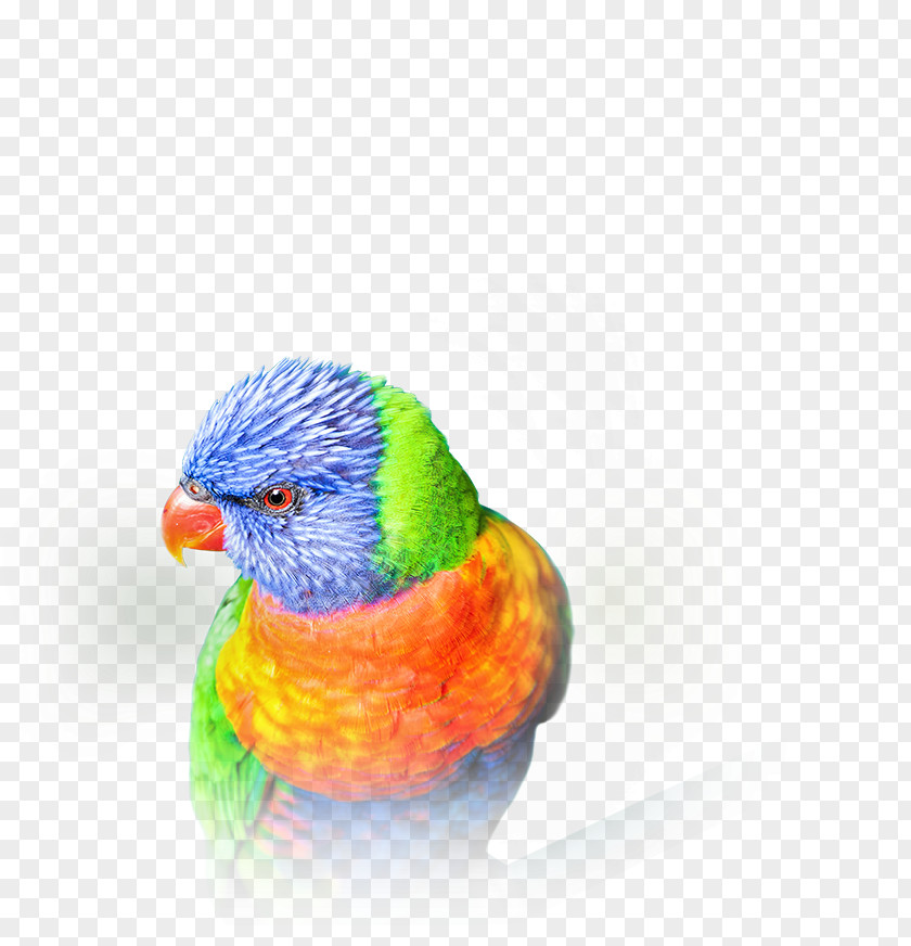 Overlapping Bird Budgerigar Beyond Clarity 4K Resolution Lories And Lorikeets Video PNG