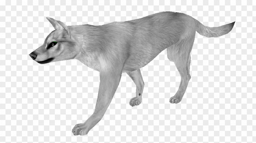 WALK CYCLE Saarloos Wolfdog Czechoslovakian Dog Breed Feral Coyote PNG