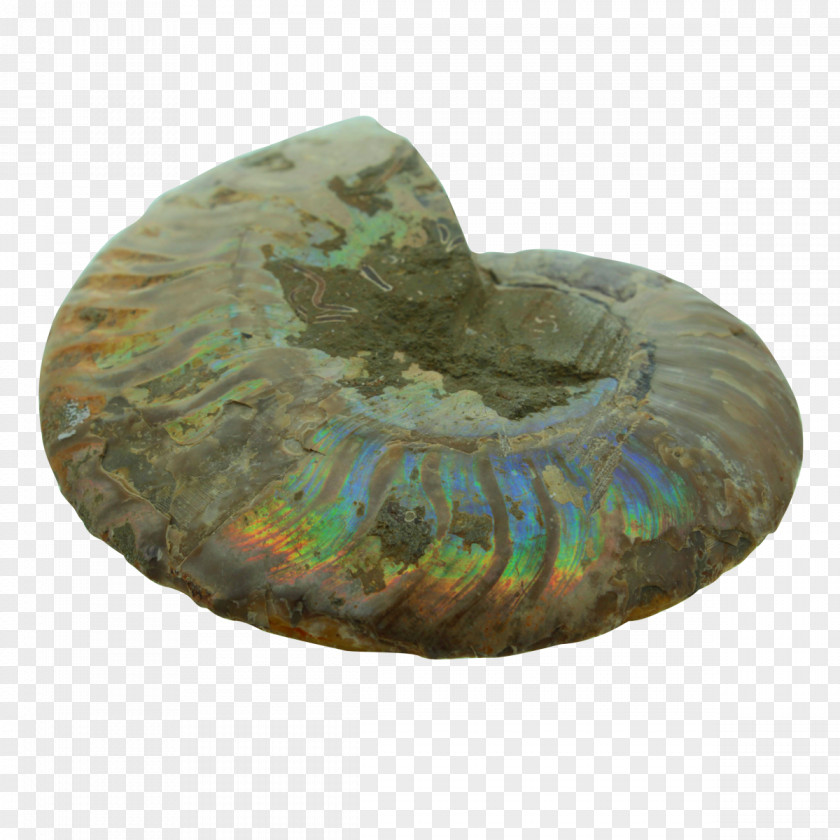 Earth 1,000,000 Early Human Migrations Lomekwi Ammonites PNG