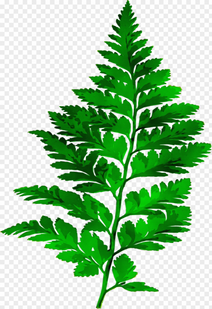 Fern Leaf Plants Vascular Plant PNG