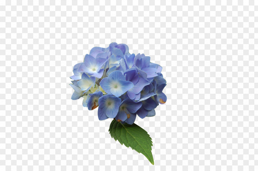 Hydrangea Blue Flower PNG