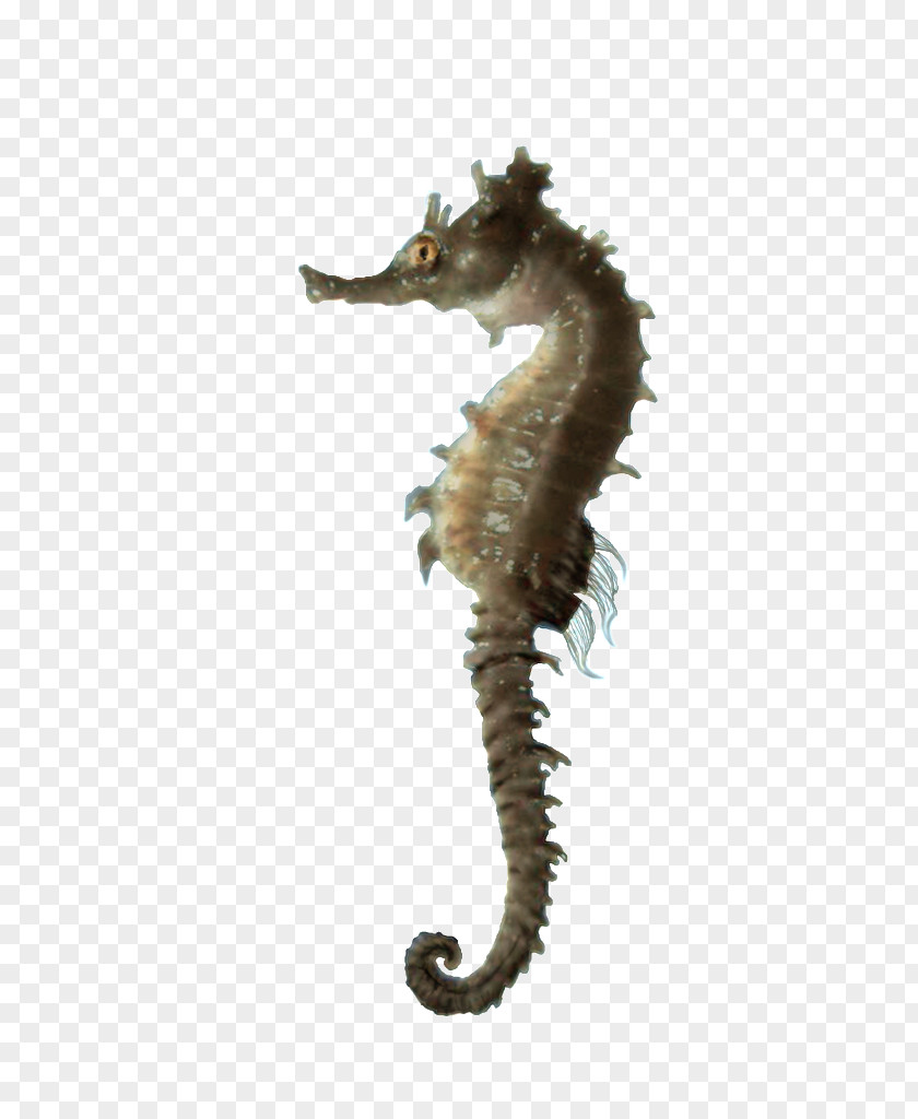 Images Download Seahorse Free Clip Art PNG