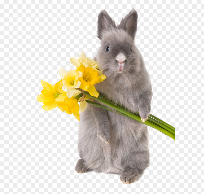 Rabbit Hare Dwarf Easter Bunny Animation PNG