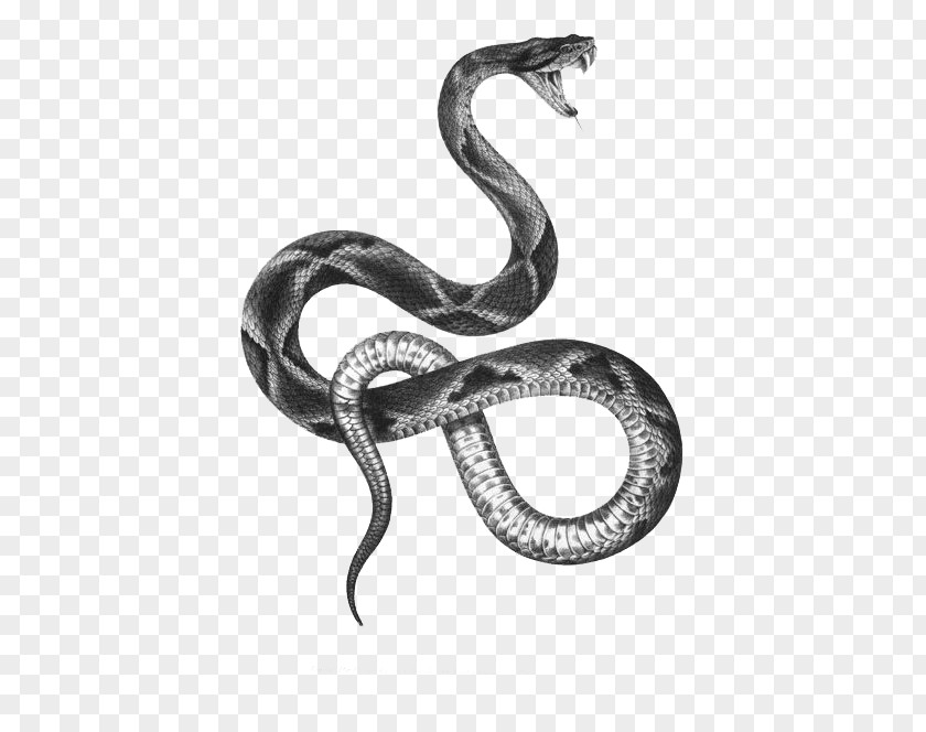 Snake The Snakes Of Australia Tattoo Artist Black-and-gray PNG