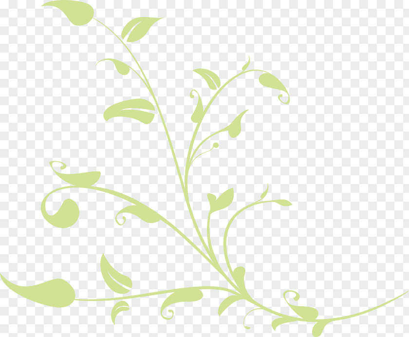 Sweet-scented Osmanthus Twig Plant Stem Leaf Flower Clip Art PNG