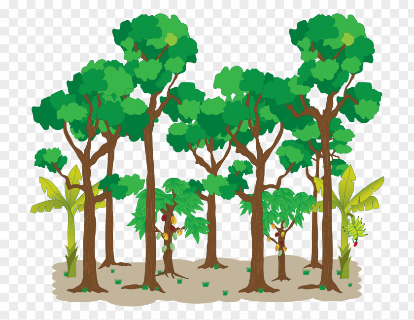 Tree Agroforestry Drawing PNG