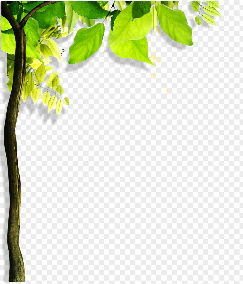 Tree Green Leaf Angle PNG