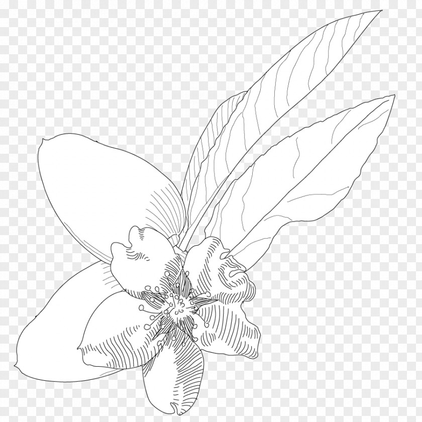 Amande Line Art Insect Petal Sketch PNG