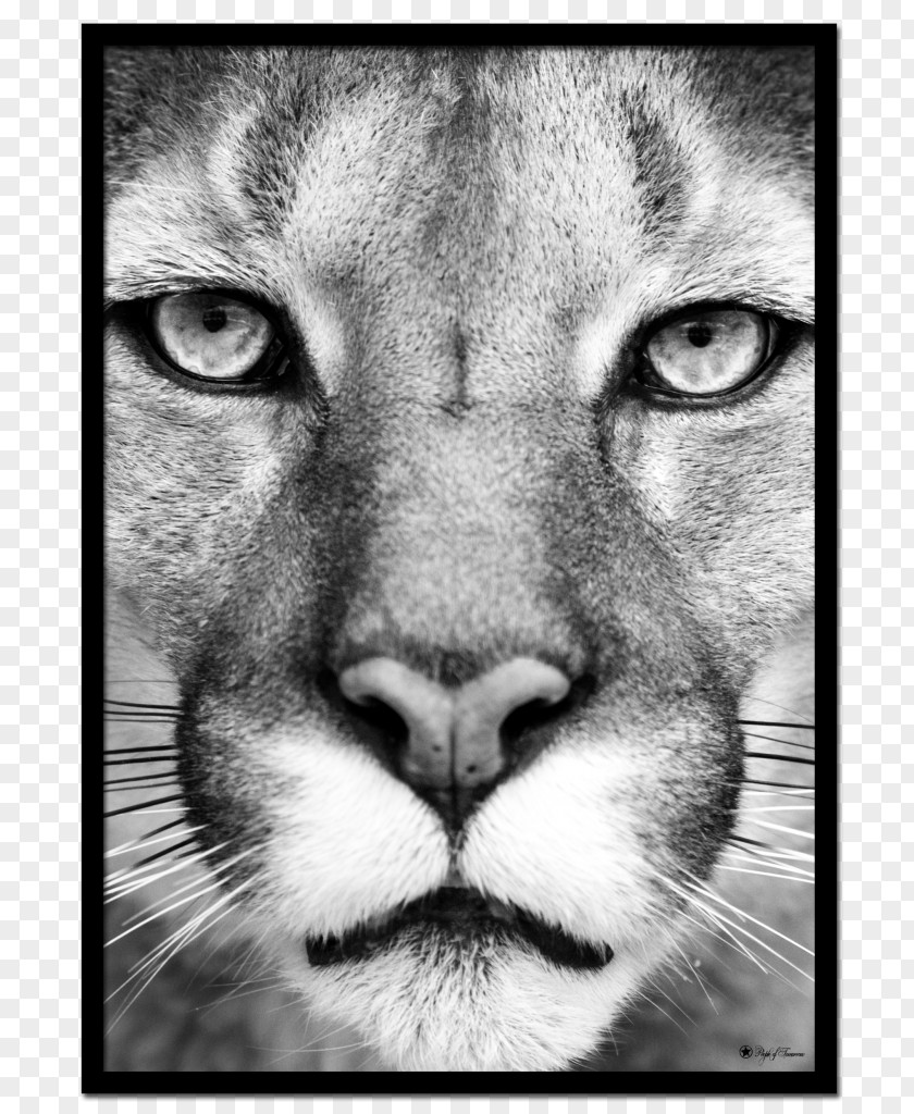 Lion Cougar Eye Cat Panther PNG