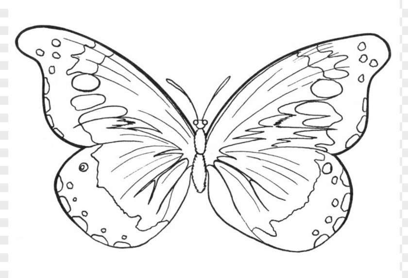 Outlines Of Butterflies Butterfly Coloring Book Drawing Clip Art PNG
