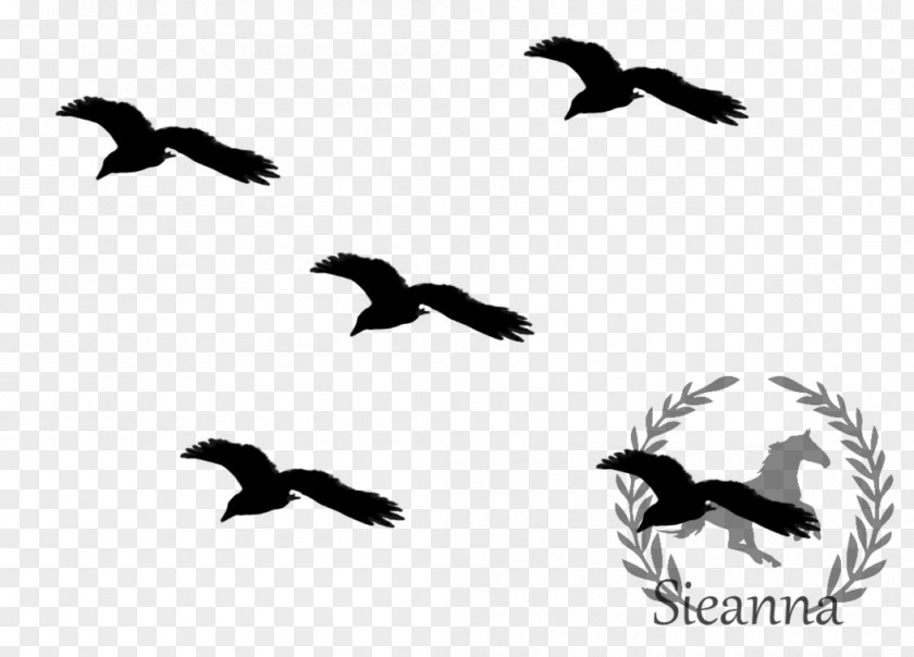 Bird Migration Flight Flock PNG
