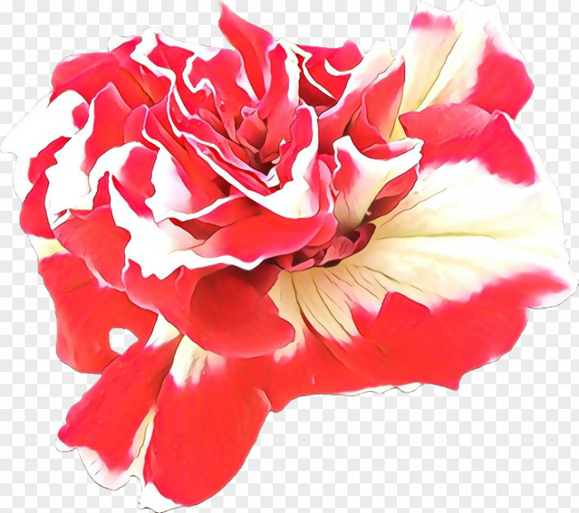 Geranium Dianthus Pink Flower Cartoon PNG