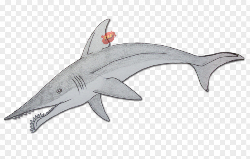 Goblin Shark Requiem Sharks Sarcoprion Eugeneodontida Permian PNG