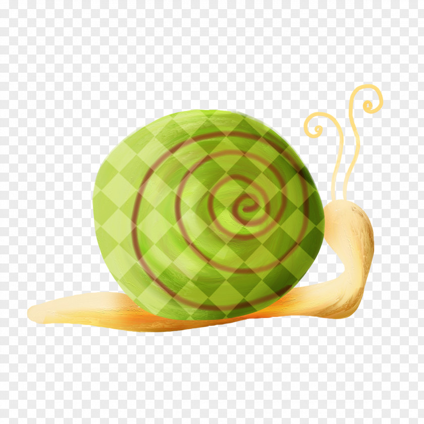 Snails Snail Orthogastropoda Mollusc Shell PNG