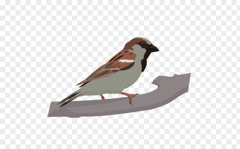 Sparrow Bird House Finch Hooded Crow American Sparrows PNG