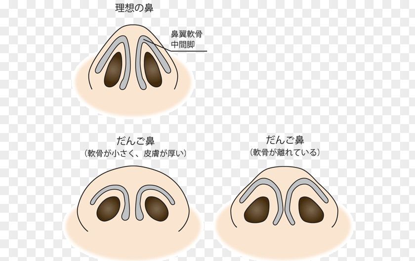 Nose Nasalis Muscle Nostril Dango Face PNG