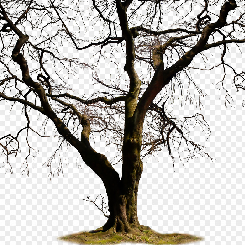 Pictures Of Dead Trees Twig Trunk Tree Clip Art PNG