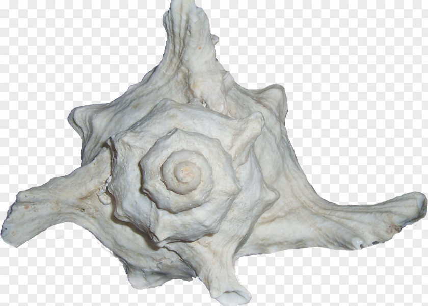 Seashell Shankha Conch Scrapbooking Decoupage Motif PNG