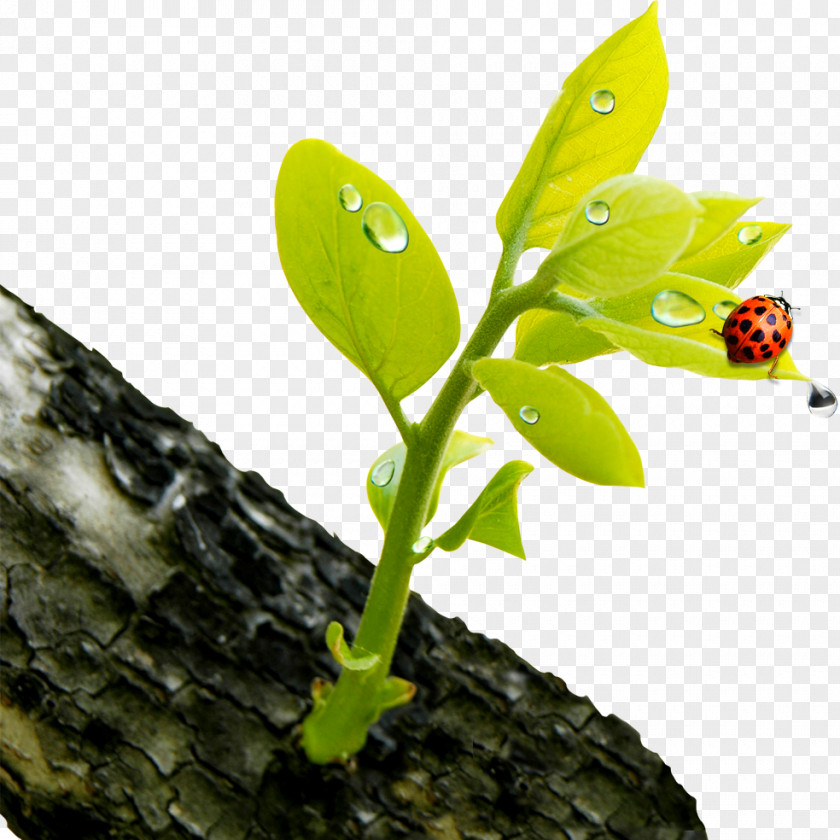 Spring Ladybug Green Flower Bud Wallpaper PNG