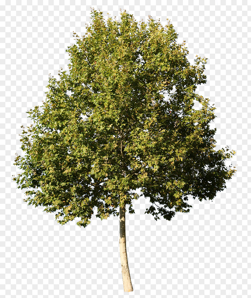 Tree American Sycamore Glogster Deciduous Architecture PNG