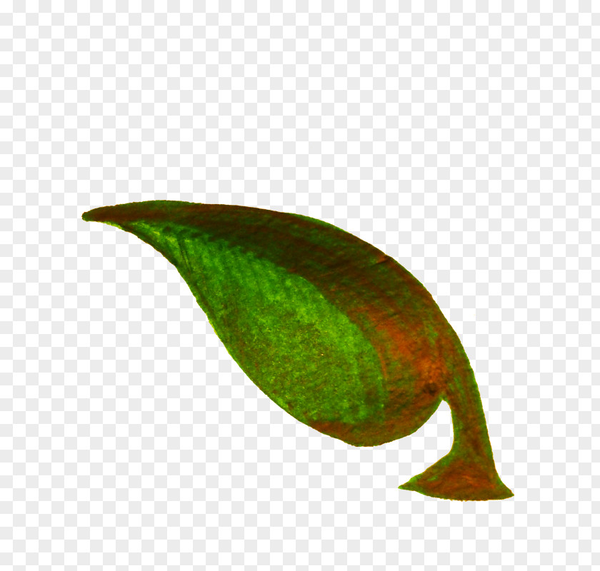 TWIG Leaf Plant Twig PNG