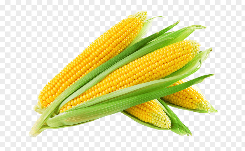 Agritech India Corn On The Cob Maize Kernel Sweet Corncob PNG