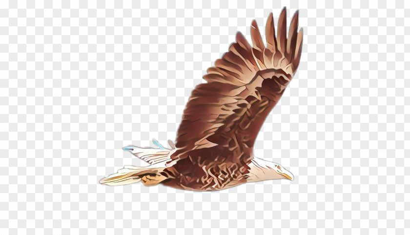 Bald Eagle Northern Harrier Bird Of Prey Kite Hawk PNG