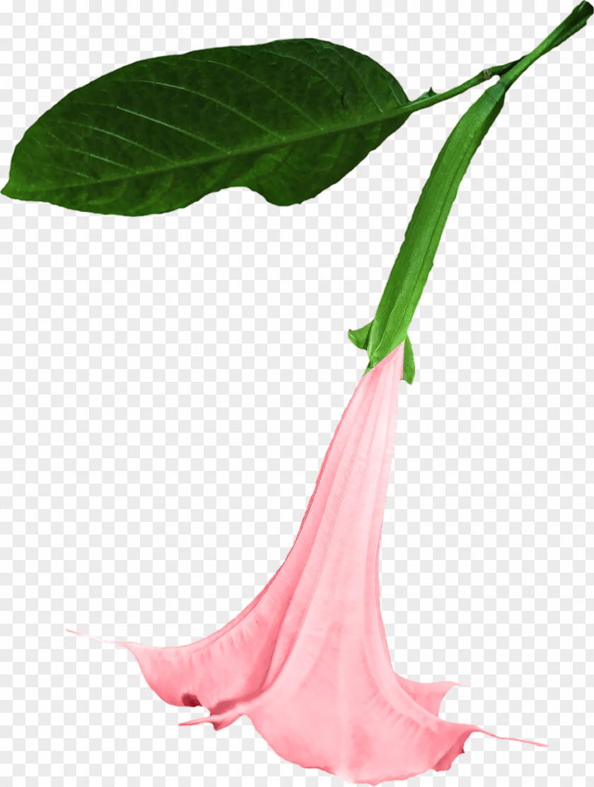 Flower Angel's Trumpet Sacred Datura Portable Network Graphics Clip Art Image PNG