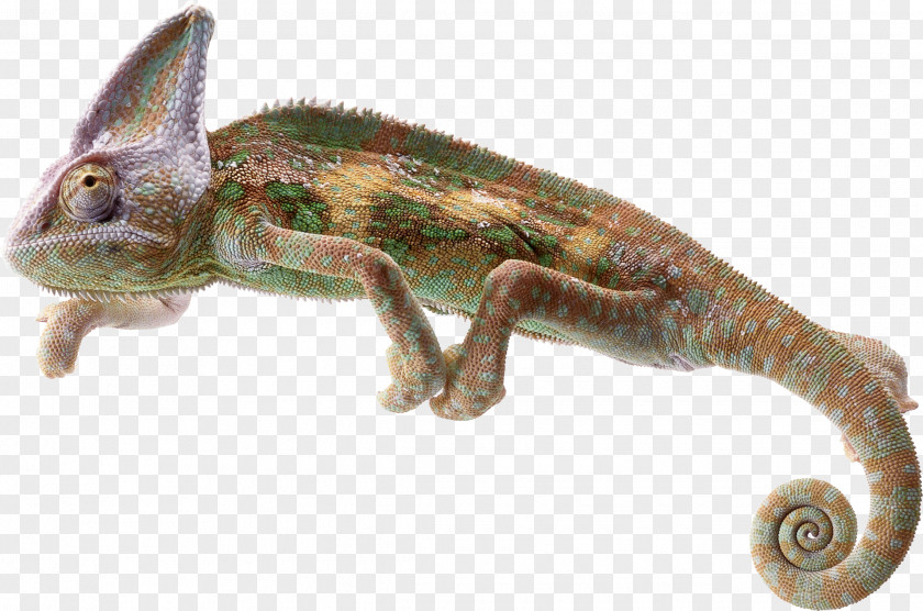 Lizard Chameleons Reptile Common Iguanas PNG