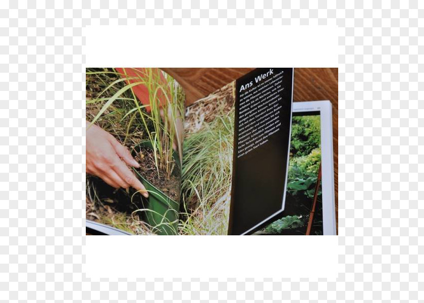 Miscanthus Flora Fauna PNG