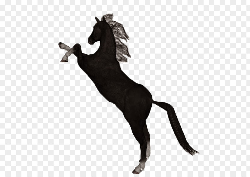 Mustang Foal Stallion Pony Akhal-Teke PNG