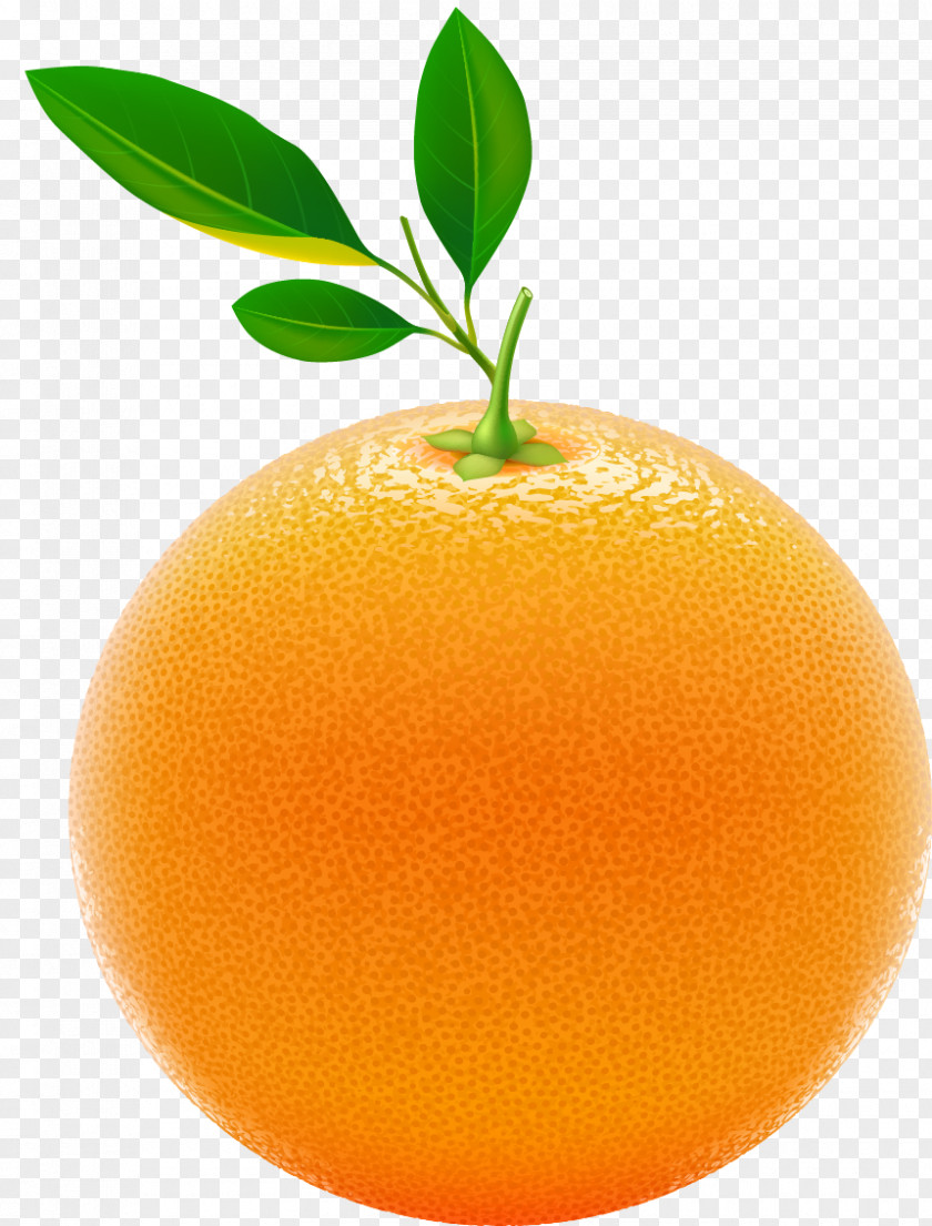 Orange,fresh,Orange,orange Juice Tangerine Chenpi Orange Citrus Junos PNG